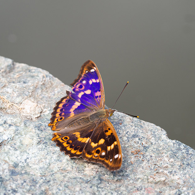 Lesser purple emperor