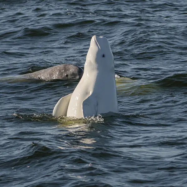 Beluga whale spyhopping in the Arctic