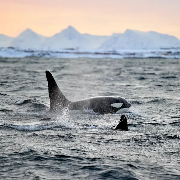 Pair of orca in the Arctic