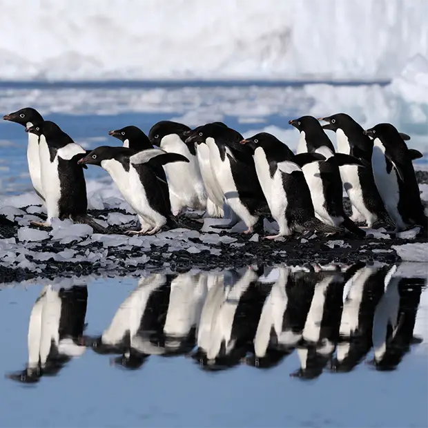 Adelie penguin in Antarctica