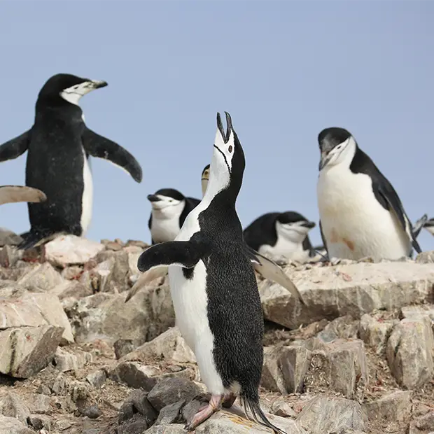 Chinstrap penguin in Antarctica