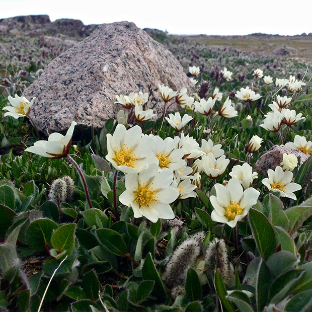 Mountain avens in the Arctic